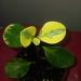 Sadnice - sobne biljke: Peperomia Obtusifolia - variegata- manja, slika1